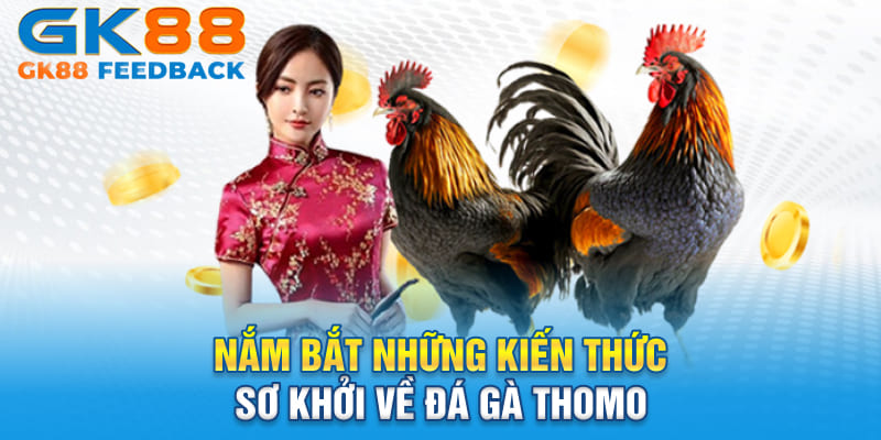 Nắm bắt những kiến thức sơ khởi về đá gà Thomo