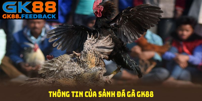 Các thông tin của sảnh đá gà GK88 bạn cần nhớ khi tham gia