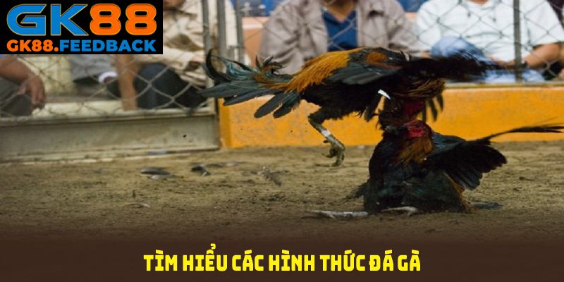 Tìm hiểu các hình thức đá gà GK88 nổi bật nhất hiện nay